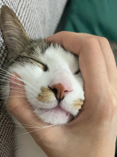 库存与小猫抹脸的仪式